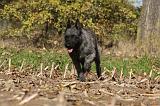 BOUVIER DES ARDENNES 301